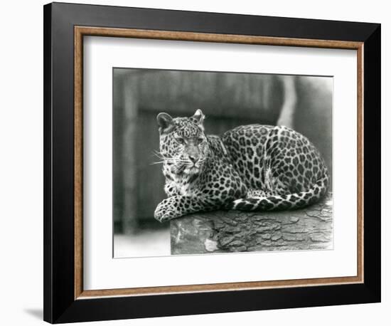 A Leopard Resting on a Log at London Zoo in 1929 (B/W Photo)-Frederick William Bond-Framed Giclee Print