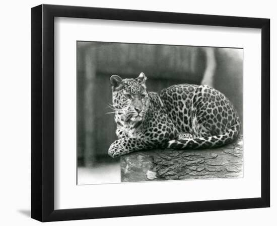 A Leopard Resting on a Log at London Zoo in 1929 (B/W Photo)-Frederick William Bond-Framed Giclee Print