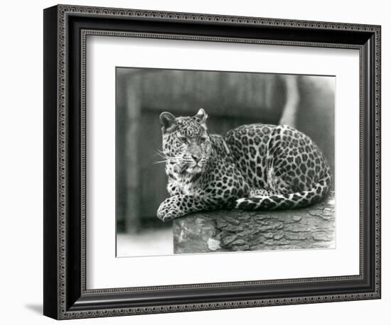 A Leopard Resting on a Log at London Zoo in 1929 (B/W Photo)-Frederick William Bond-Framed Giclee Print