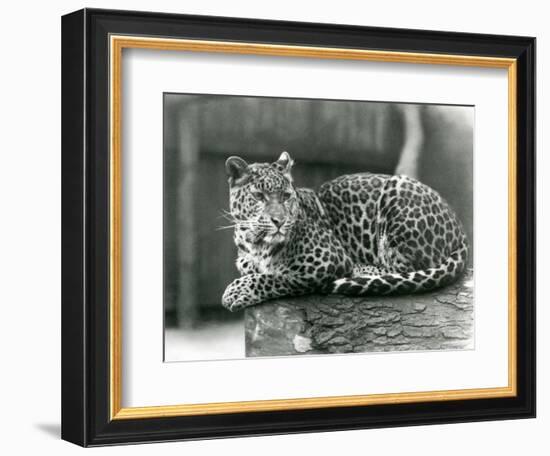 A Leopard Resting on a Log at London Zoo in 1929 (B/W Photo)-Frederick William Bond-Framed Giclee Print