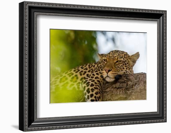 A leopard resting on a tree branch. Chobe National Park, Botswana.-Sergio Pitamitz-Framed Photographic Print