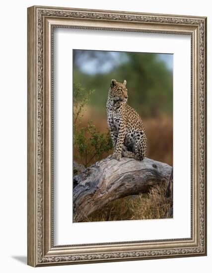 A leopard standing on a dead fallen tree in the Okavango Delta. Botswana.-Sergio Pitamitz-Framed Photographic Print