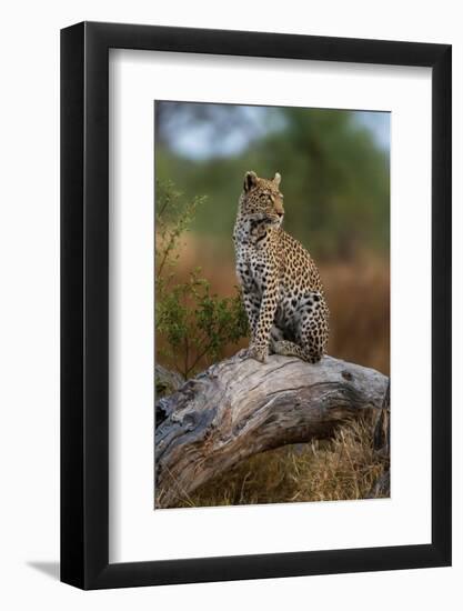 A leopard standing on a dead fallen tree in the Okavango Delta. Botswana.-Sergio Pitamitz-Framed Photographic Print