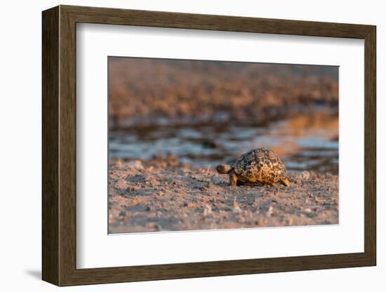 A leopard tortoise, Stigmochelys pardalis, at waterhole. Kalahari, Botswana-Sergio Pitamitz-Framed Photographic Print