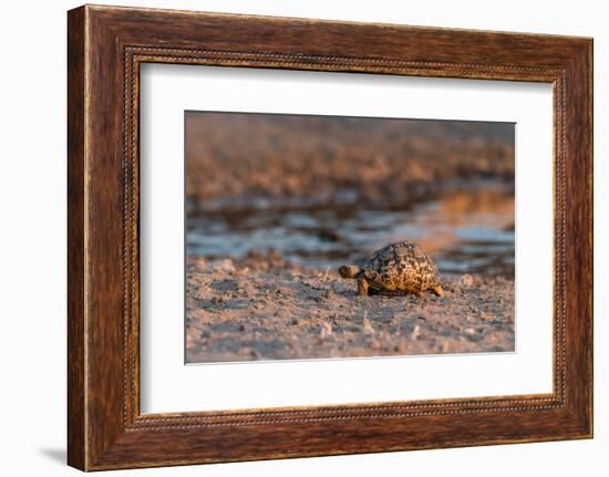 A leopard tortoise, Stigmochelys pardalis, at waterhole. Kalahari, Botswana-Sergio Pitamitz-Framed Photographic Print