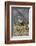 A Lesser Panda (Red Panda) in a Wildlife Reserve in India Where Tourists Can Observe-Roberto Moiola-Framed Photographic Print