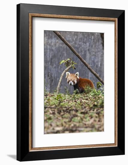 A Lesser Panda (Red Panda) in a Wildlife Reserve in India Where Tourists Can Observe-Roberto Moiola-Framed Photographic Print