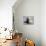 A leucistic Antarctic fur seal (Arctocephalus gazella), pup playing with normal pup-Michael Nolan-Photographic Print displayed on a wall