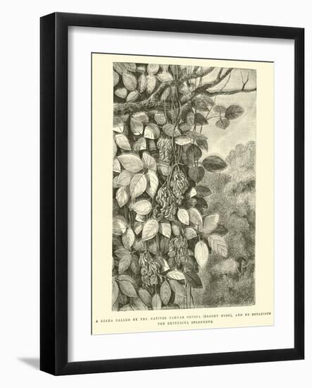 A Liana Called by the Natives Yahuar Cencca-Édouard Riou-Framed Giclee Print