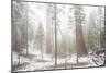 A Light Dusting Of Snow Among Large Trees In Sequoia National Park, California-Michael Hanson-Mounted Photographic Print