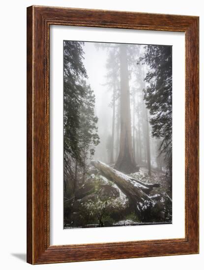 A Light Dusting Of Snow Among Large Trees In Sequoia National Park, California-Michael Hanson-Framed Photographic Print