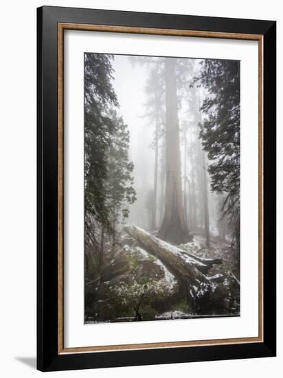 A Light Dusting Of Snow Among Large Trees In Sequoia National Park, California-Michael Hanson-Framed Photographic Print