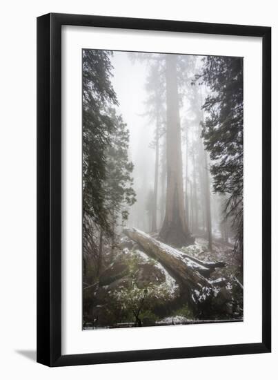 A Light Dusting Of Snow Among Large Trees In Sequoia National Park, California-Michael Hanson-Framed Photographic Print
