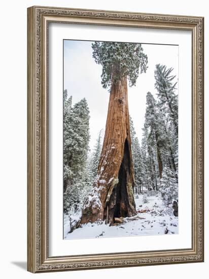 A Light Dusting Of Snow Beneath Large Trees In Sequoia National Park, California-Michael Hanson-Framed Photographic Print