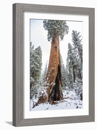 A Light Dusting Of Snow Beneath Large Trees In Sequoia National Park, California-Michael Hanson-Framed Photographic Print