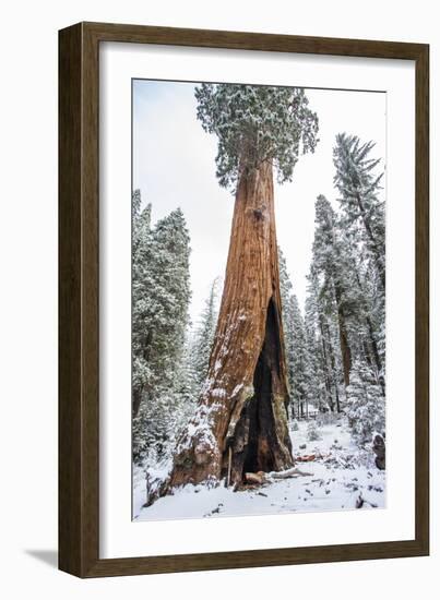 A Light Dusting Of Snow Beneath Large Trees In Sequoia National Park, California-Michael Hanson-Framed Photographic Print