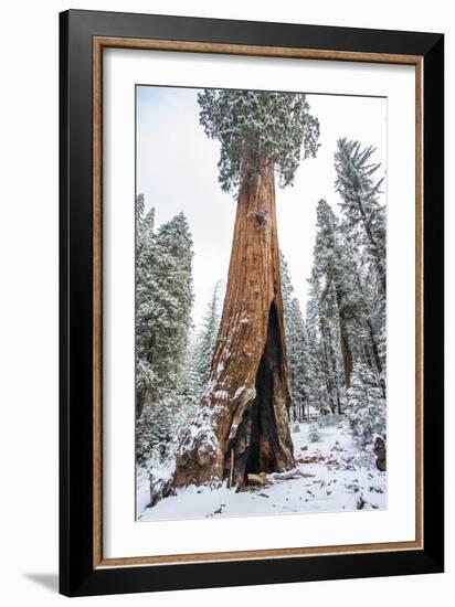 A Light Dusting Of Snow Beneath Large Trees In Sequoia National Park, California-Michael Hanson-Framed Photographic Print