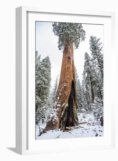 A Light Dusting Of Snow Beneath Large Trees In Sequoia National Park, California-Michael Hanson-Framed Photographic Print