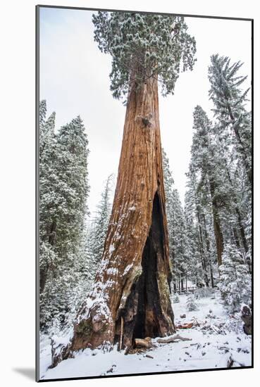 A Light Dusting Of Snow Beneath Large Trees In Sequoia National Park, California-Michael Hanson-Mounted Photographic Print