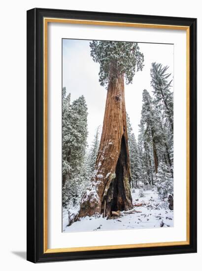 A Light Dusting Of Snow Beneath Large Trees In Sequoia National Park, California-Michael Hanson-Framed Photographic Print