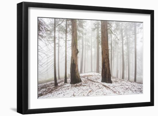 A Light Dusting Of Snow In The Large Trees In Sequoia National Park, California-Michael Hanson-Framed Photographic Print