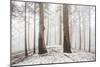 A Light Dusting Of Snow In The Large Trees In Sequoia National Park, California-Michael Hanson-Mounted Photographic Print