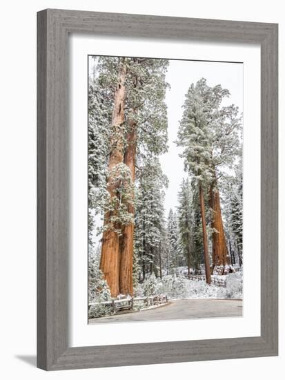 A Light Dusting Of Snow On The Large Trees In Sequoia National Park, California-Michael Hanson-Framed Photographic Print