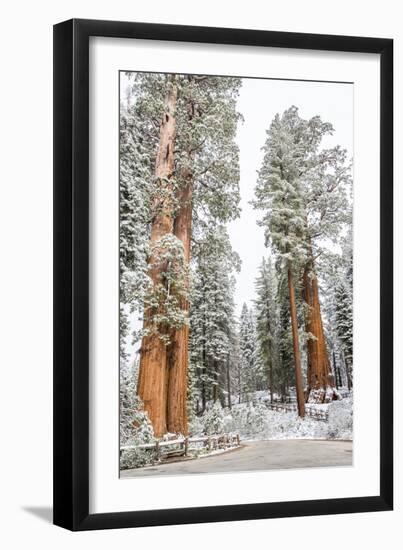 A Light Dusting Of Snow On The Large Trees In Sequoia National Park, California-Michael Hanson-Framed Photographic Print