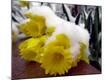 Photographic Print