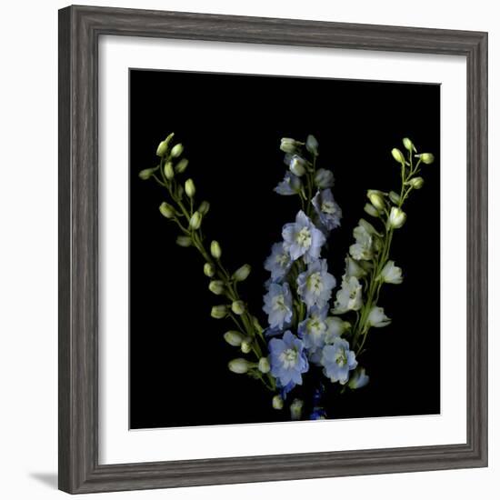 A Lighter Shade Of Pale - Delphinium Larkspur-Magda Indigo-Framed Photographic Print