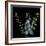 A Lighter Shade Of Pale - Delphinium Larkspur-Magda Indigo-Framed Photographic Print