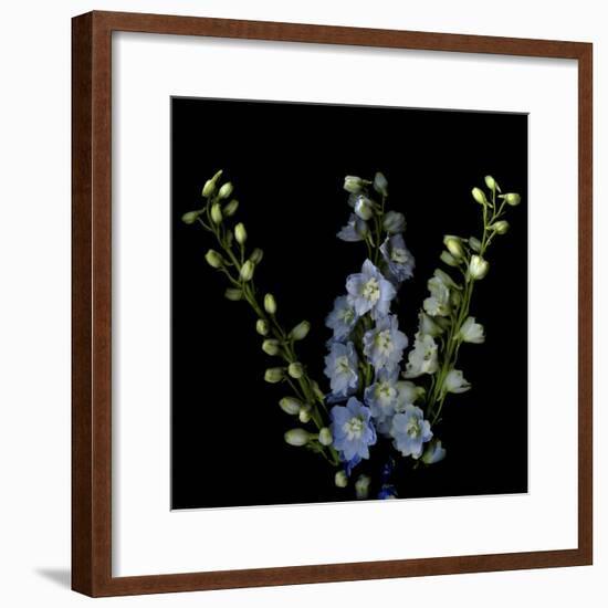 A Lighter Shade Of Pale - Delphinium Larkspur-Magda Indigo-Framed Photographic Print