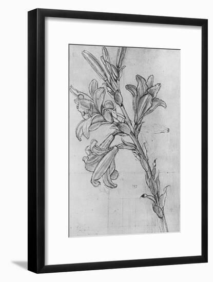 'A Lily', c1480 (1945)-Leonardo Da Vinci-Framed Giclee Print