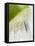 A Lime Being Juiced-null-Framed Premier Image Canvas