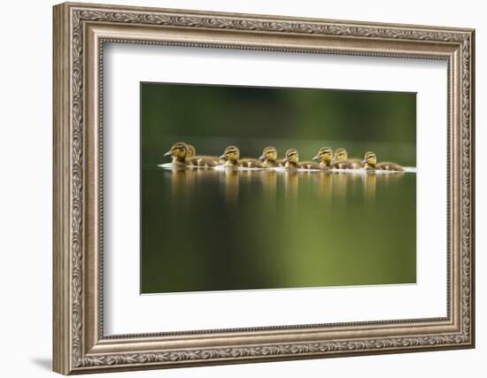 A Line of Mallard (Anas Platyrhynchos) Ducklings Swimming on a Still Lake, Derbyshire, England, UK-Andrew Parkinson-Framed Photographic Print