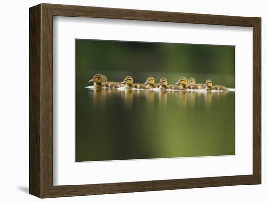 A Line of Mallard (Anas Platyrhynchos) Ducklings Swimming on a Still Lake, Derbyshire, England, UK-Andrew Parkinson-Framed Photographic Print