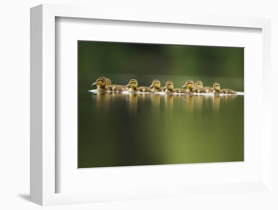 A Line of Mallard (Anas Platyrhynchos) Ducklings Swimming on a Still Lake, Derbyshire, England, UK-Andrew Parkinson-Framed Photographic Print