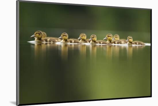 A Line of Mallard (Anas Platyrhynchos) Ducklings Swimming on a Still Lake, Derbyshire, England, UK-Andrew Parkinson-Mounted Photographic Print