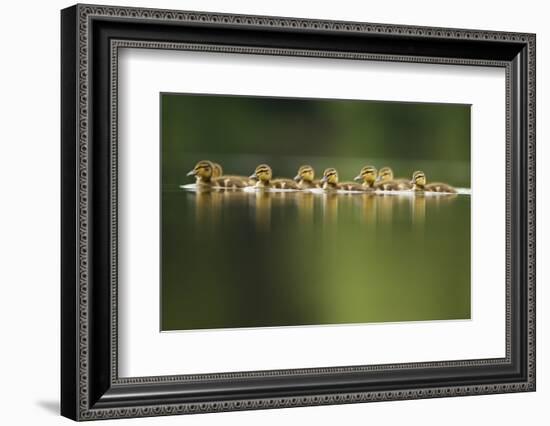 A Line of Mallard (Anas Platyrhynchos) Ducklings Swimming on a Still Lake, Derbyshire, England, UK-Andrew Parkinson-Framed Photographic Print