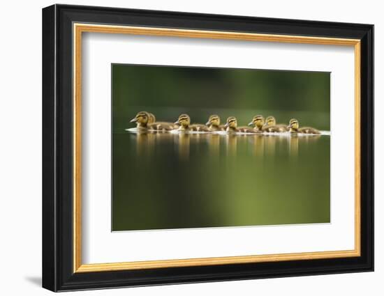 A Line of Mallard (Anas Platyrhynchos) Ducklings Swimming on a Still Lake, Derbyshire, England, UK-Andrew Parkinson-Framed Photographic Print