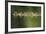 A Line of Mallard (Anas Platyrhynchos) Ducklings Swimming on a Still Lake, Derbyshire, England, UK-Andrew Parkinson-Framed Photographic Print