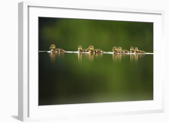 A Line of Mallard (Anas Platyrhynchos) Ducklings Swimming on a Still Lake, Derbyshire, England, UK-Andrew Parkinson-Framed Photographic Print