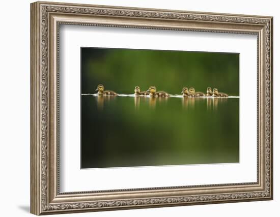 A Line of Mallard (Anas Platyrhynchos) Ducklings Swimming on a Still Lake, Derbyshire, England, UK-Andrew Parkinson-Framed Photographic Print