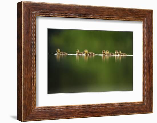 A Line of Mallard (Anas Platyrhynchos) Ducklings Swimming on a Still Lake, Derbyshire, England, UK-Andrew Parkinson-Framed Photographic Print