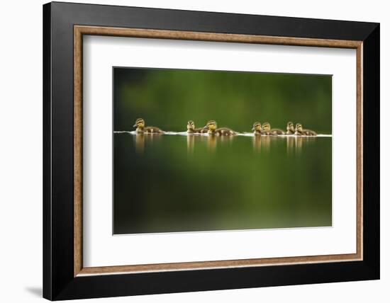 A Line of Mallard (Anas Platyrhynchos) Ducklings Swimming on a Still Lake, Derbyshire, England, UK-Andrew Parkinson-Framed Photographic Print