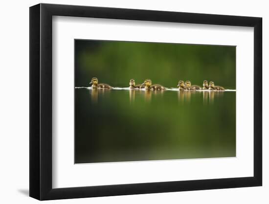 A Line of Mallard (Anas Platyrhynchos) Ducklings Swimming on a Still Lake, Derbyshire, England, UK-Andrew Parkinson-Framed Photographic Print
