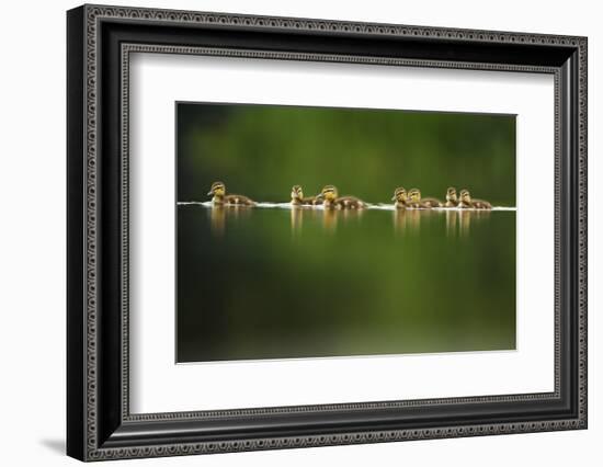 A Line of Mallard (Anas Platyrhynchos) Ducklings Swimming on a Still Lake, Derbyshire, England, UK-Andrew Parkinson-Framed Photographic Print