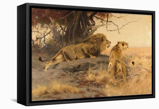 A lion and a lioness in the Savannah, 1912-Wilhelm Kuhnert-Framed Premier Image Canvas