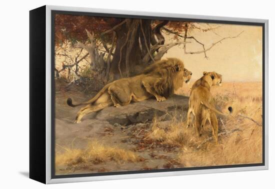 A lion and a lioness in the Savannah, 1912-Wilhelm Kuhnert-Framed Premier Image Canvas