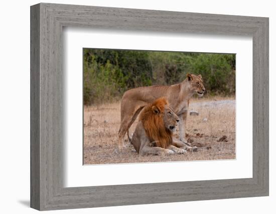 A lion and lioness  alert but resting together. Chobe National Park, Kasane, Botswana.-Sergio Pitamitz-Framed Photographic Print